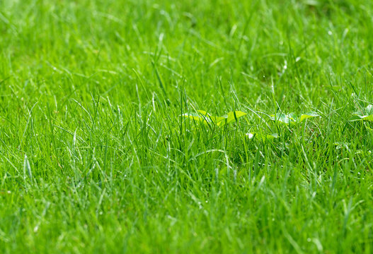 green grass lawn. shallow dof.