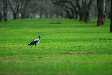 Obraz na płótnie Canvas Alone raven on green