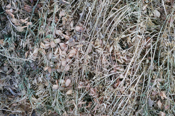 dried lentil plant, harvested dry lentil stems,field-dried lentil plants,