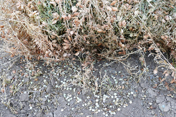 dried lentil plant, harvested dry lentil stems,field-dried lentil plants,