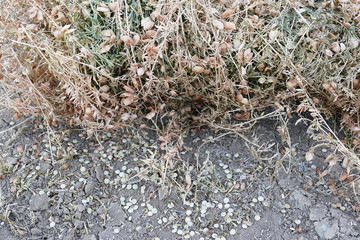 dried lentil plant, harvested dry lentil stems,field-dried lentil plants,