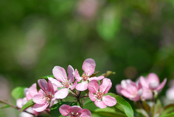 Fototapeta na wymiar Apple blossom over green