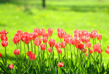 Fototapeta premium tulips field