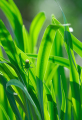 Fresh green grass. Extremely shallow DOF.