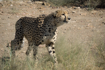 Gepard aus Namibia