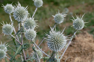 Obraz premium varieties of thorns in nature, strong and hard thorny round thorns,