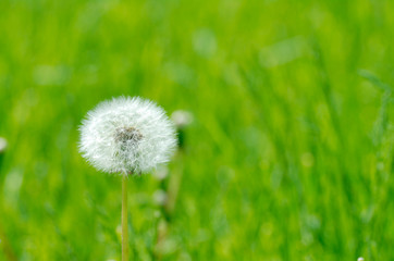 Alone dandelion over green. Defocused background.Extremely shallow DOF.