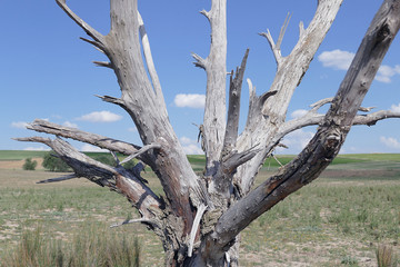 dry wood and drought, global warming