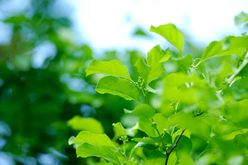 Fresh green leaves. Defocused background. Extremely shallow DOF.