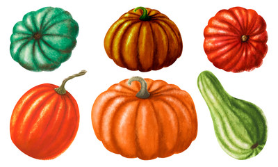 the harvest of pumpkins. Set of isolated colorful ripe pumpkins