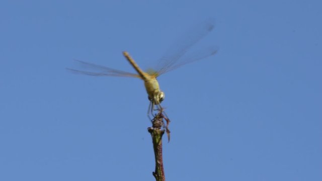 La libellula 