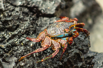 A red crab from Galapagos walks along the shore of volcanic rocks next to a portion of unfocused sea in the background