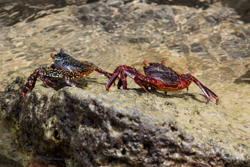 Two crabs walk on a rocky ground next to the beach of an island in Galapagos
