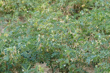 chickpea field with rust disease,