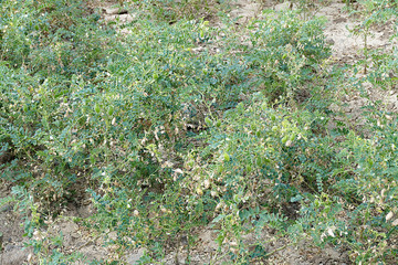 chickpea field with rust disease,