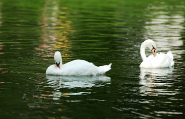 Two swans swimming