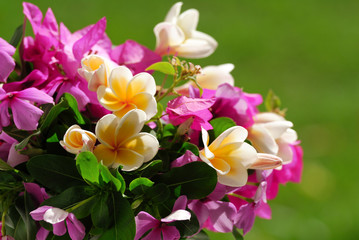 Closeup photo of pink and white flowers.