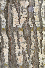 poplar tree bark, bark, poplar tree bark patterns,