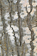 poplar tree bark, bark, poplar tree bark patterns,