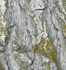 poplar tree bark, bark, poplar tree bark patterns,