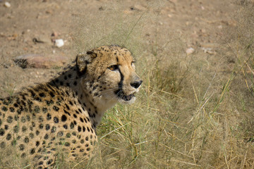 Gepard aus Namibia © Christian