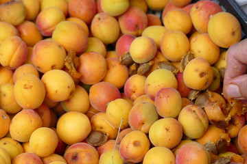 organic red colored apricots, ripe apricots, natural apricot fruit,