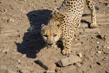 Naklejka na ściany i meble Gepard aus Namibia