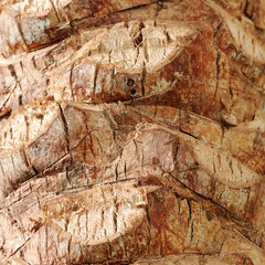 Palm tree bark background