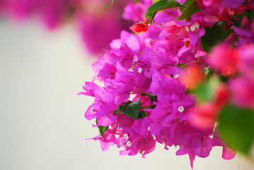 Close-up photo of pink flowers