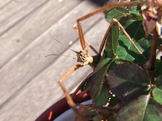 praying mantis on green background