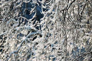 abstract branches background