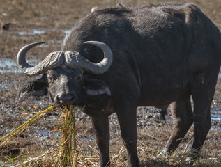 Cape buffalo eats hippo grass from a marsh in Namibia