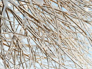  branches background
