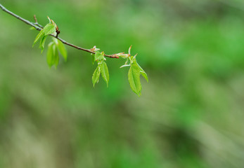 Obraz premium Fresh green leaves
