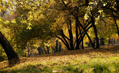 Full of lights autumn forest