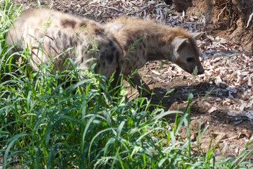 Hyenas in herd standing in the sand of the mountain, next to rocks and in a natural background. Plants around the animal, hot habitat. Hyena looking for food. Wild, carnivorous.