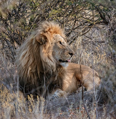 Adult male lion lies down in the short dry grass of Botswana