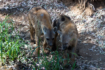 Hyenas in herd standing in the sand of the mountain, next to rocks and in a natural background. Plants around the animal, hot habitat. Hyena looking for food. Wild, carnivorous.