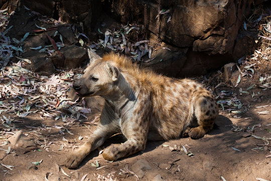 Hyena lying down, resting in the sand of the mountain, next to rocks and in a natural background. Plants around the animal, hot habitat. Hyena looking for food. Wild, carnivorous.