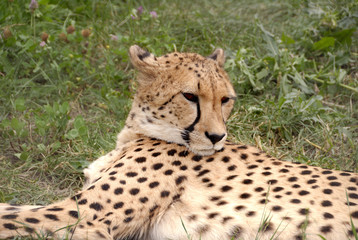 photo of a lying leopard