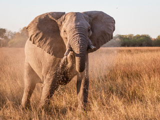 Naklejka na ściany i meble Close-up of elephant drinking water from a marsh and shaking his head