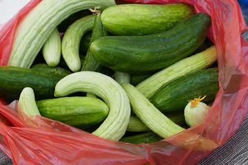 natural cucumber, organic cucumber and white gherkin, village garden cucumber,