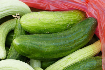 fresh and organic gherkin, white gherkin, The type of gherkin cucumbers to make pickles,