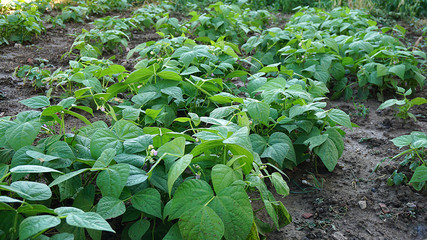 fresh green beans planted in the garden, fertile beans american atlantis beans,