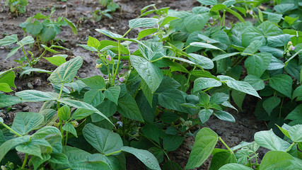 fresh green beans planted in the garden, fertile beans american atlantis beans,