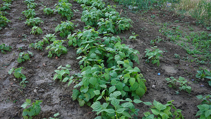 fresh green beans planted in the garden, fertile beans american atlantis beans,