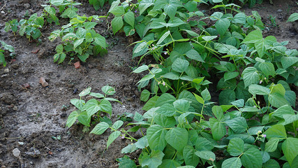 fresh green beans planted in the garden, fertile beans american atlantis beans,