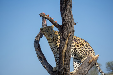 Naklejka na ściany i meble Leopard in Namibia am Baum