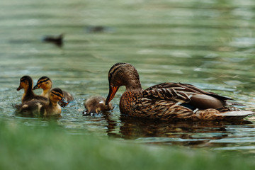 Ducklings in a pond
