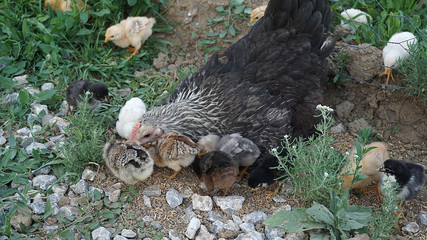 mother hen and dozens of cute chicks,
